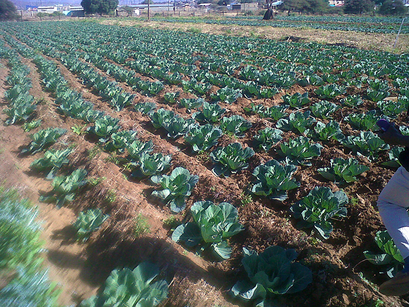 Phila's Cabbage Farm, July 21, 2013